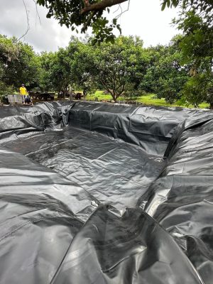 Bạt nhựa HDPE lót hồ cá Koi