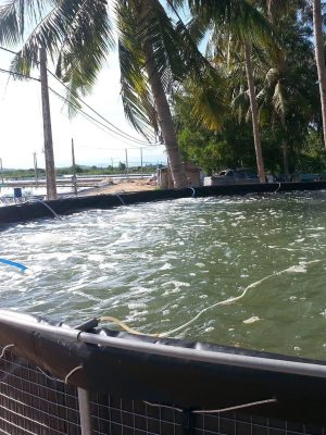 Bể bạt nuôi cá HDPE nuôi lươn ốc ếch thuỷ sản