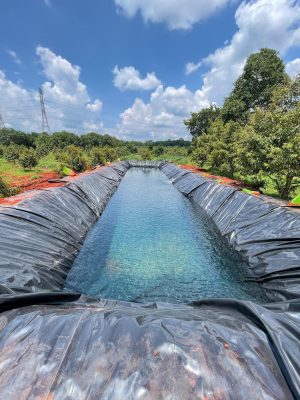 Bạt lót hồ sen hồ súng HDPE