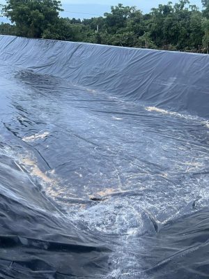 Bạt lót hồ sen hồ súng HDPE